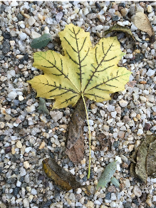 leafonpebbles
